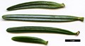 SpeciesSub: subsp. salouenensis
